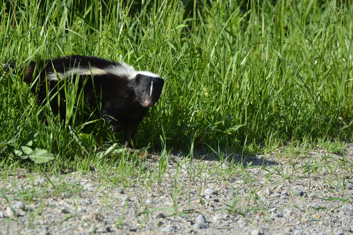 Skunk