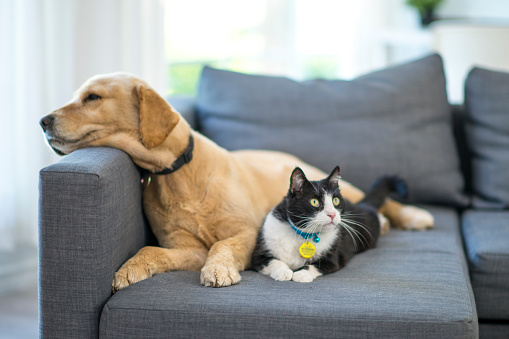 Pets   Cat And Dog