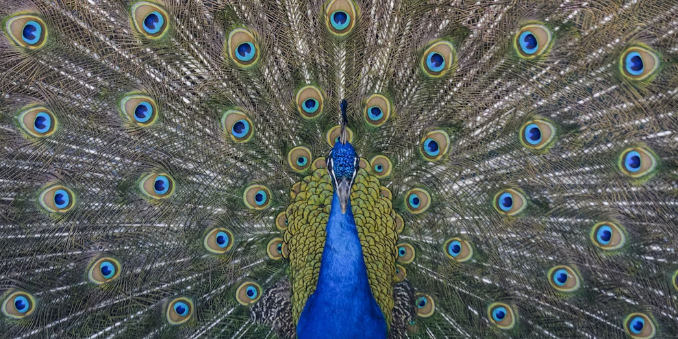 Do Narcissists Make Good Insight Managers