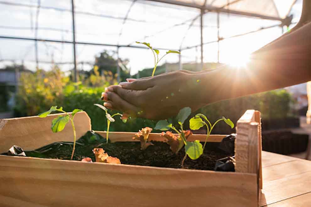 Hands Holding Plant Over Soil_